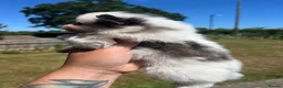 Pomsky dogs for sale: Pomsky Puppies - Advert 4