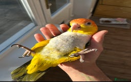 Budgerigars birds for sale: PLAYFUL CAIQUE! - Image 1