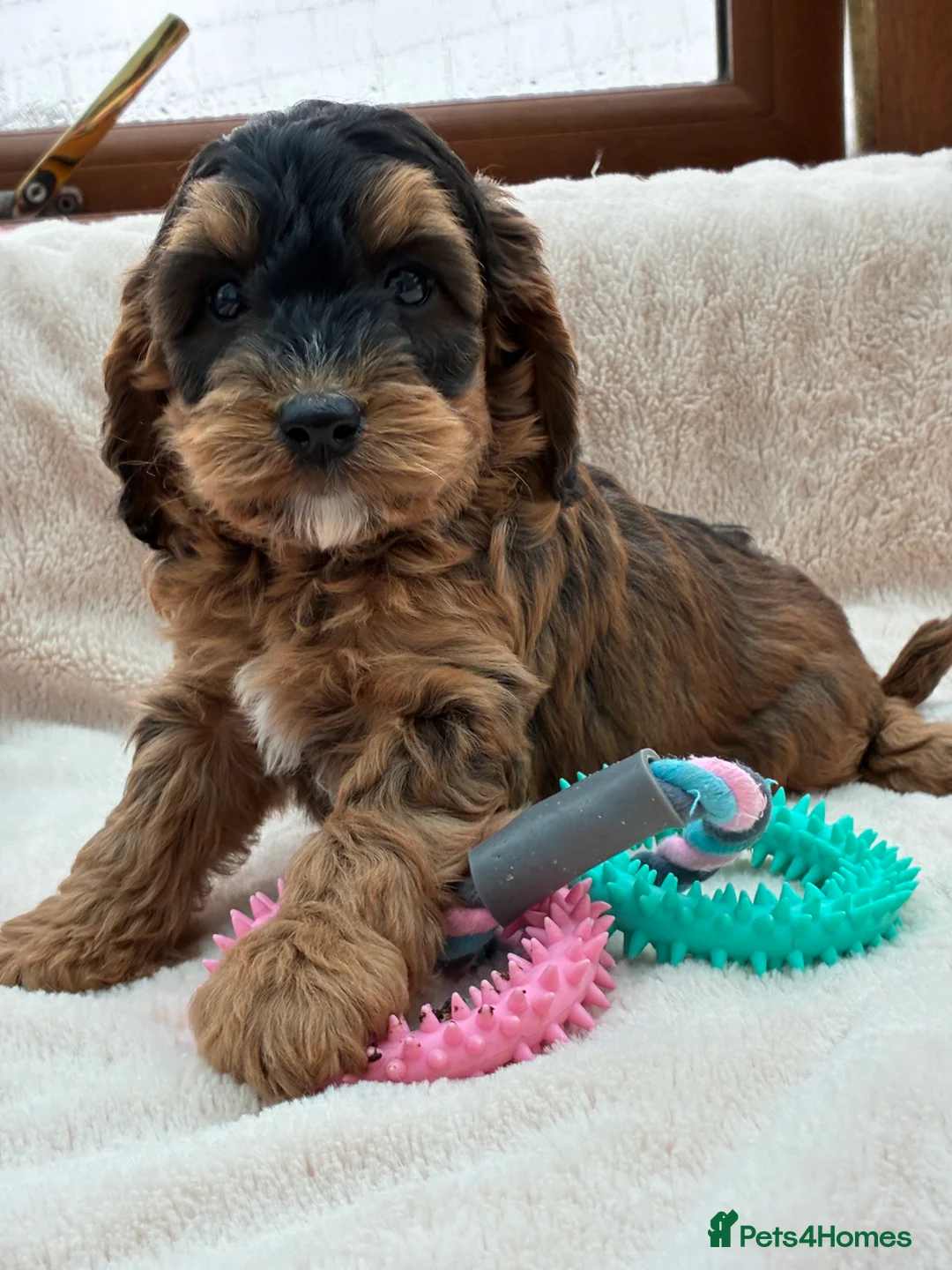 Cockapoo dogs for sale: F1b Cockapoos Puppies Available! - Advert 1