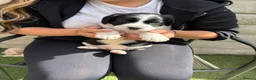 Cockerdor dogs for sale: Ready tomorrow, 4 pups left  - Advert 4