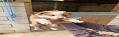 Mixed Breed Puppy 2
