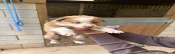 Mixed Breed dogs for sale: Collie puppies  - Advert 9