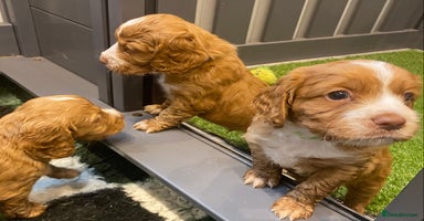 Cocker Spaniel dogs - Advert 3