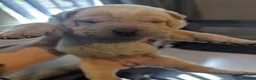Shar Pei dogs for sale: Shar pei puppies for sale - Advert 3