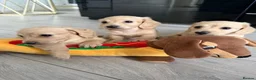 Dachshund dogs for stud: Long haired cream miniature dachshund for stud - Advert 15