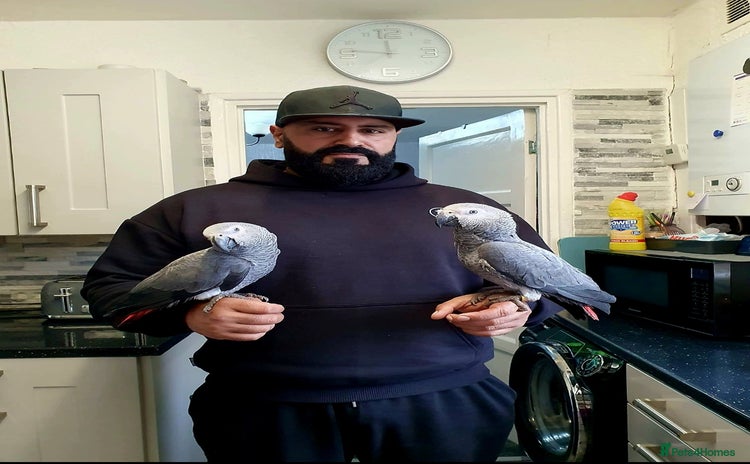 Parrots birds - Advert 2