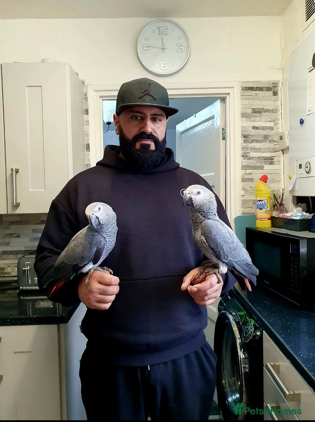 Parrots birds for sale: African greys male and female - Image 1