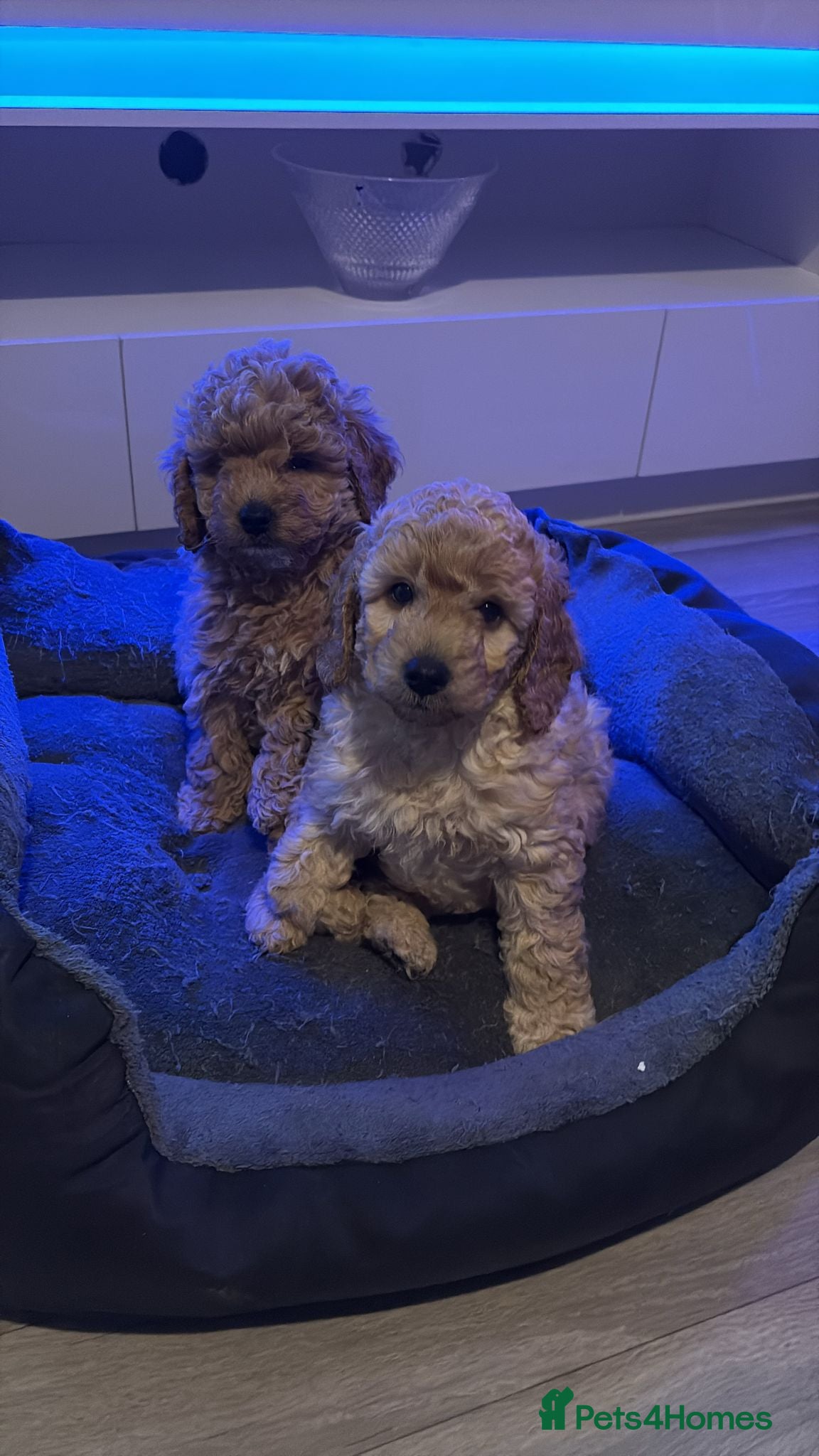 Cockapoo dogs 2 beautiful f2 Cockapoo puppies - Advert 1