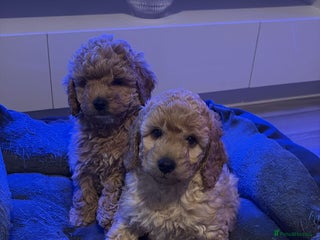 Cockapoo dogs 2 beautiful f2 Cockapoo puppies - Advert 1