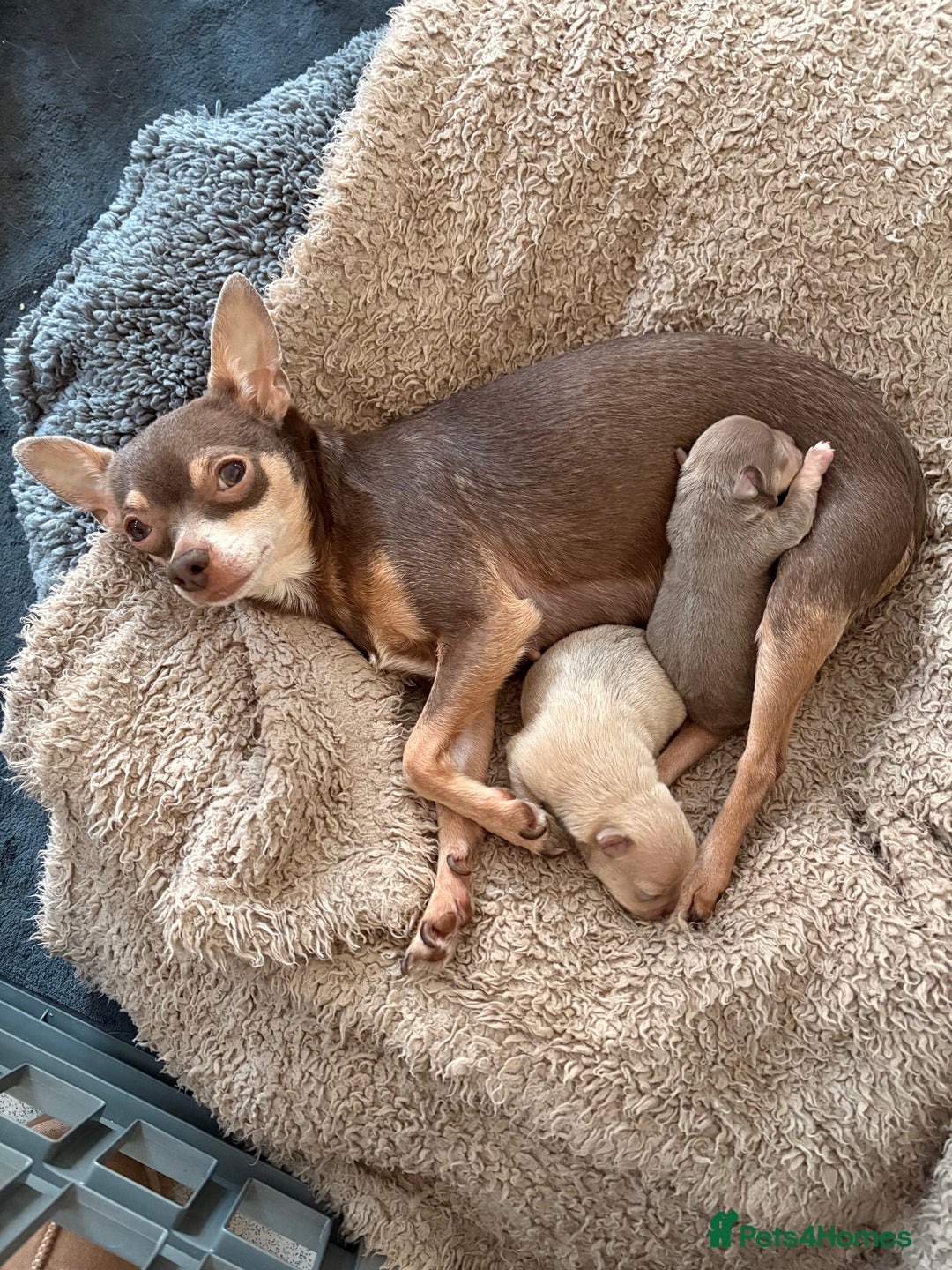 Chihuahua dogs for sale: Stunning Chihuahua Puppies!!  - Advert 1