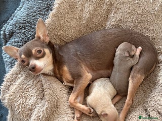 Chihuahua dogs Stunning Chihuahua Puppies!! - Advert 1