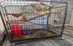 Rat rodents for sale: X2 female rats with full set up - Image 6