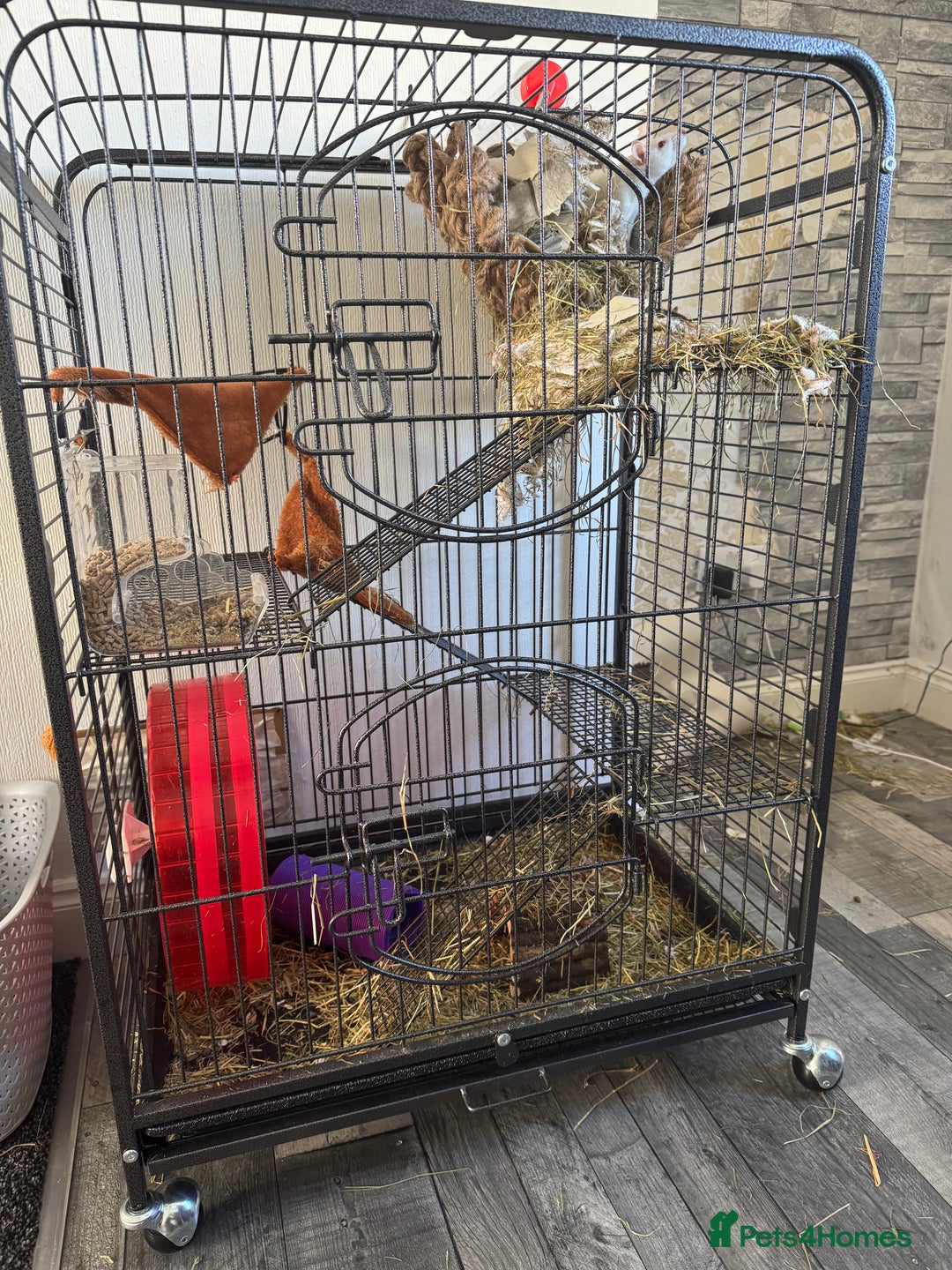 Rat rodents for sale: X2 female rats with full set up - Image 6