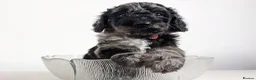 Mini Goldendoodle dogs for sale: Gorgeous Teddy Bear Goldendoodle - Advert 14