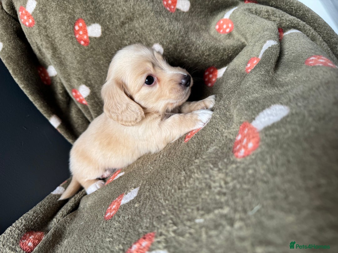 Miniature Dachshund dogs for sale: True Long hair English cream KC miniature  - Image 11