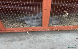 Dwarf Lop rabbits for sale: Lion miniature lop - Advert 1