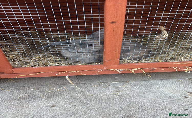 Dwarf Lop rabbits Lion miniature lop - Advert 3