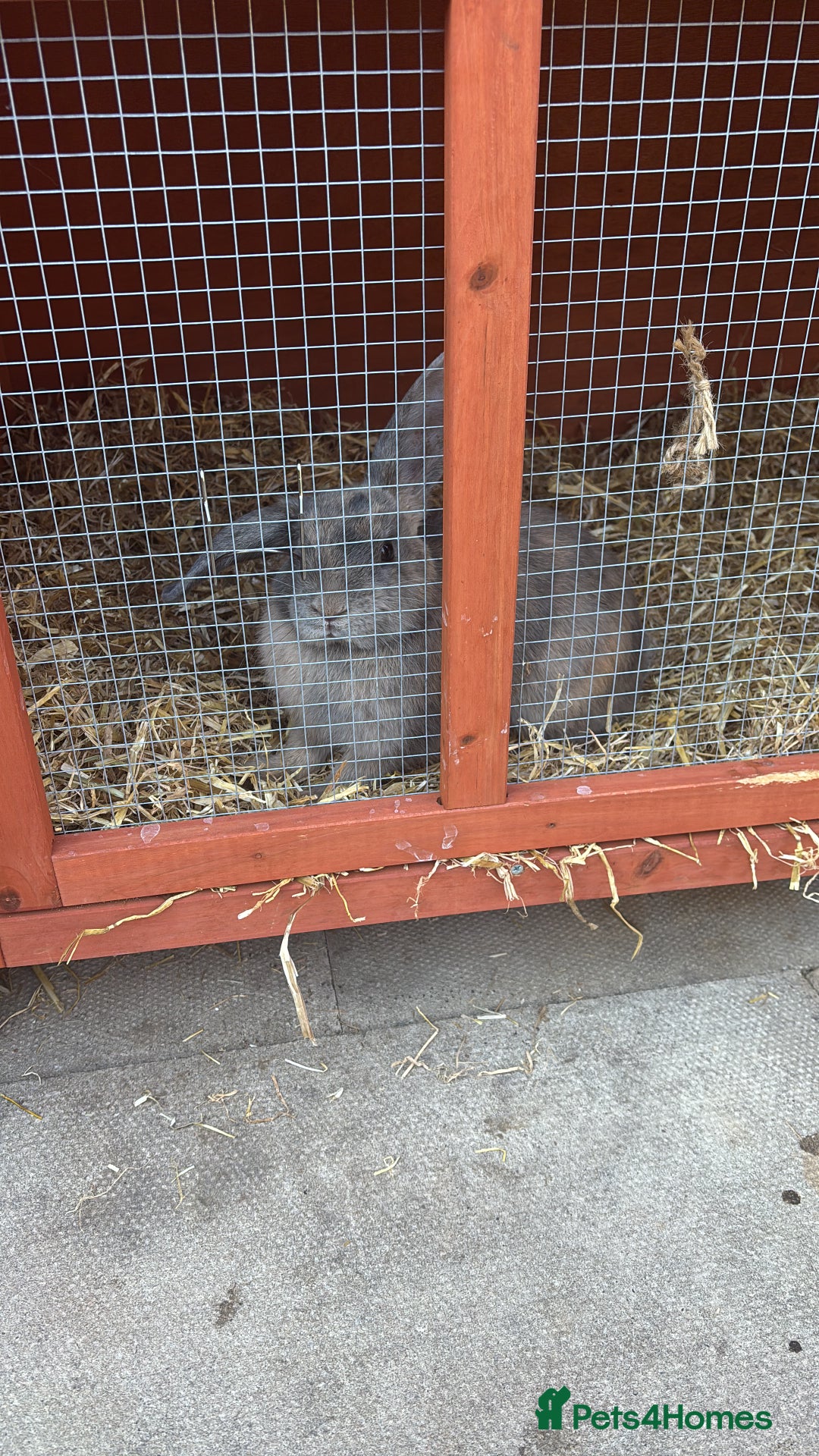 Dwarf Lop rabbits for sale: Lion miniature lop - Advert 1