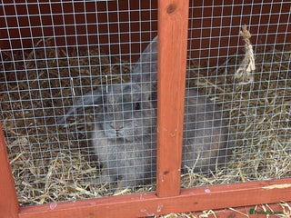 Dwarf Lop rabbits for sale: Lion miniature lop - Advert 1