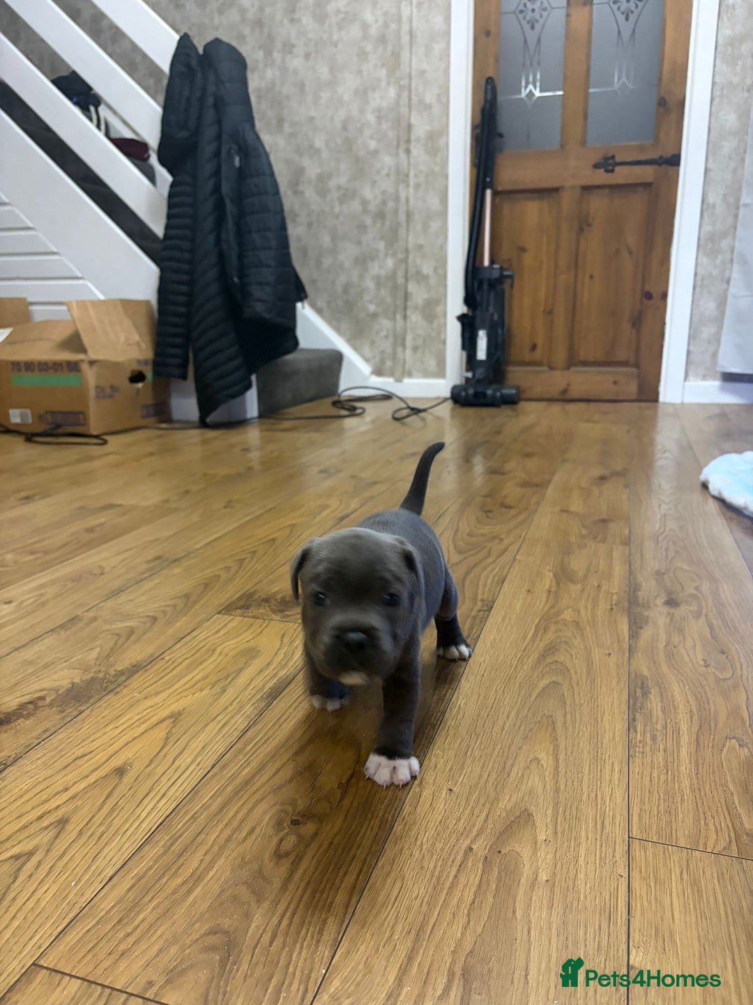 Staffordshire Bull Terrier dogs for sale: Blue Staffordshire bull Terrier pups  - Advert 9