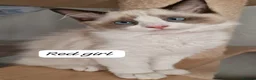 Ragdoll cats for sale: Last 3 Luxury Kittens left -European line Ragdoll - Advert 4