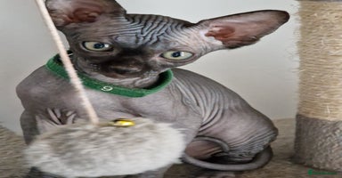 Sphynx cats - Advert 1