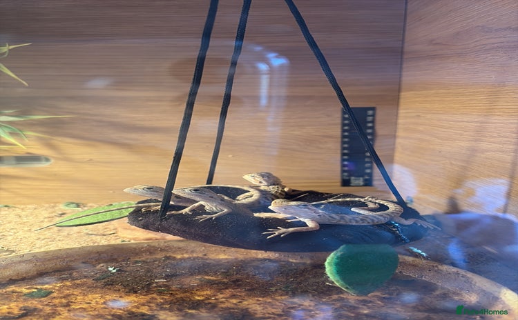 Bearded Dragon reptiles - Advert 13