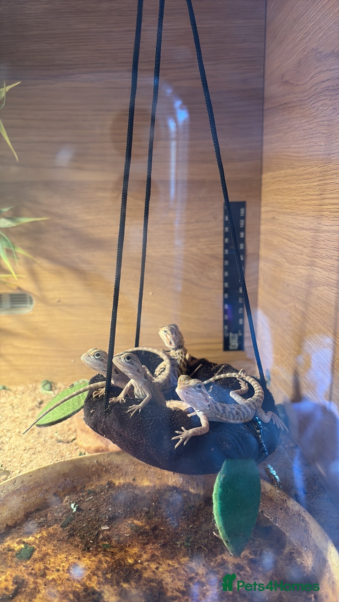 Bearded Dragon reptiles for sale: Baby bearded dragons - Image 1