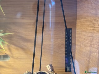 Bearded Dragon reptiles - Advert 18