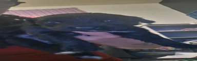 Sprocker 7
