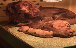 Cocker Spaniel dogs for sale: Working cocker spaniels - Image 5