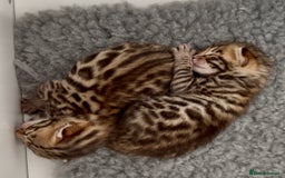 Bengal cats for sale: Exceptional show quality Brown TICA registered 🥰 - Image 3