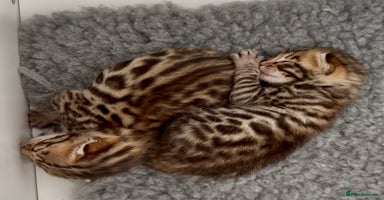 Bengal cats - Advert 9