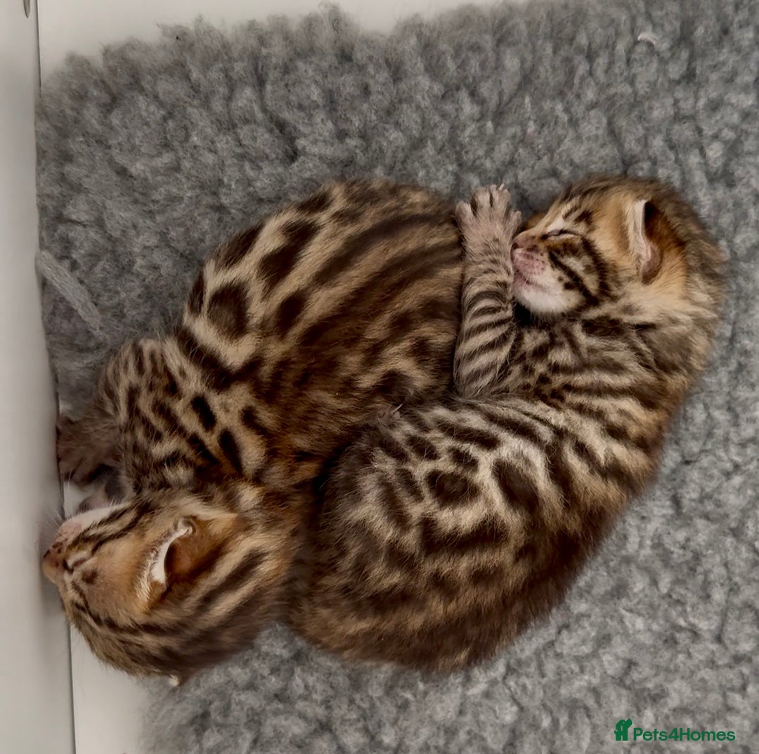 Bengal cats for sale: Exceptional show quality Brown TICA registered 🥰 - Image 3