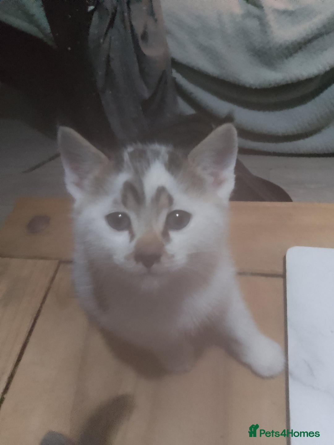 Mixed Breed cats for sale: Beautiful kittens  - Advert 9