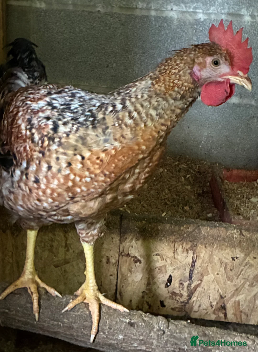 Chickens poultry for sale: Legbar cross cockerels  in Bargoed - Advert 9