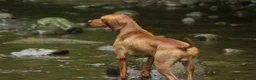Hungarian Vizsla dogs for stud: KC Registered Hungarian Junior Champion for Stud in Brampton - Advert 6