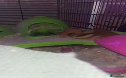 Hamster rodents for sale: hamster and big hamster cage  - Image 4