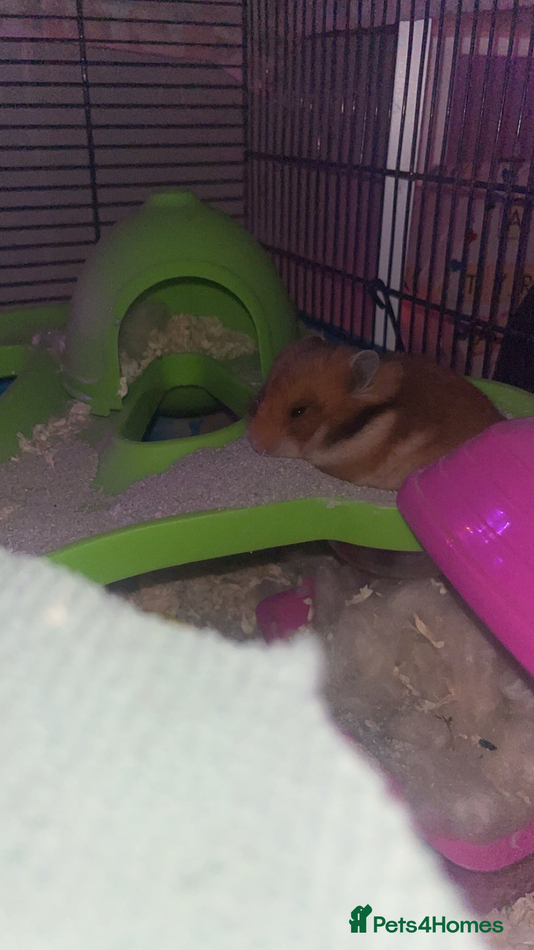 Hamster rodents for sale: hamster and big hamster cage  - Image 4
