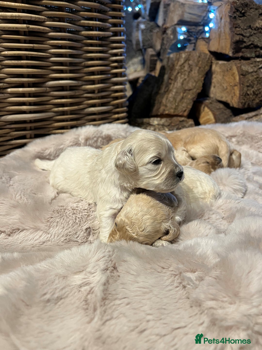 Cavachon dogs for sale: Cavapoochon puppies for sale - Advert 8