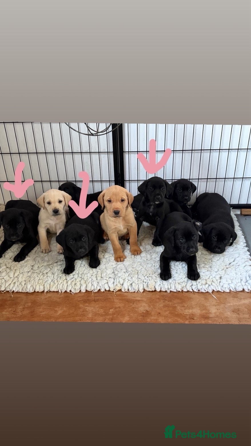 Labrador Retriever dogs KC registered Lab pups - Advert 2