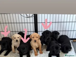 Labrador Retriever dogs KC registered Lab pups - Advert 1