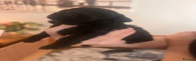 Cockapoo 3