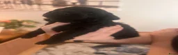 Cockapoo dogs for sale: 🐾 Beautiful Black & White F1B Cockapoo 🐾 - Advert 11