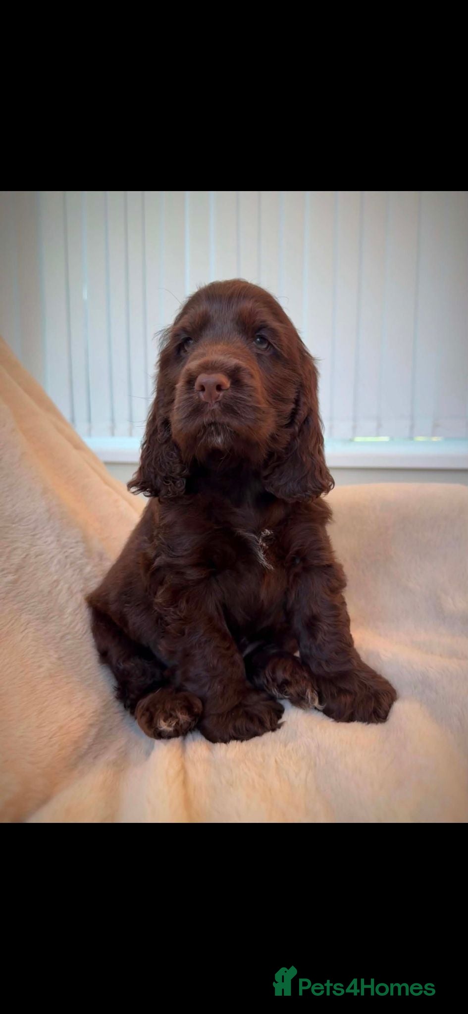 Cocker Spaniel dogs Extensively health tested KC Show Cocker Spaniels  - Advert 2