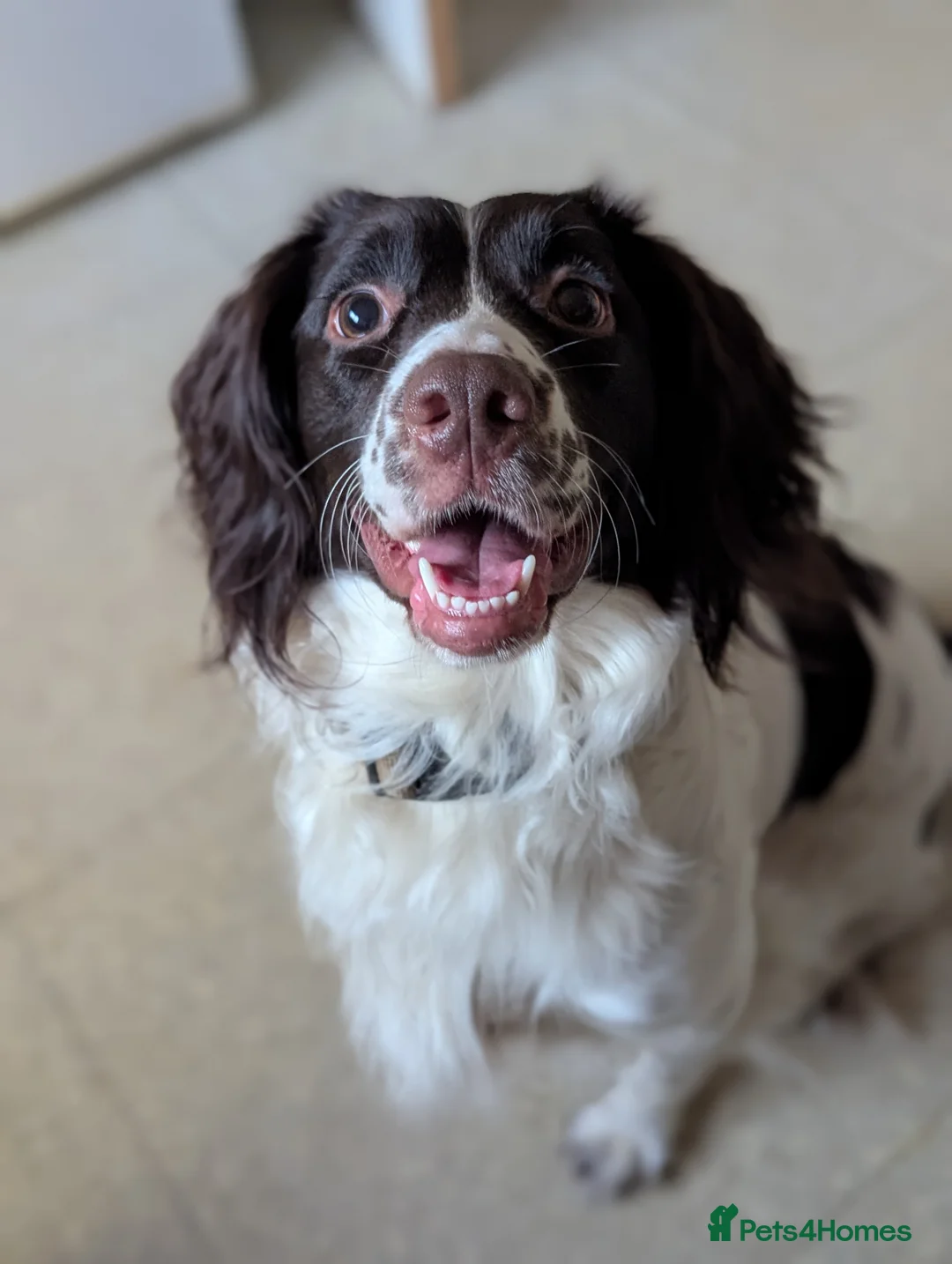 Sprocker dogs for sale: 3 Year Old Sprocker Girl in Sheffield - Advert 7