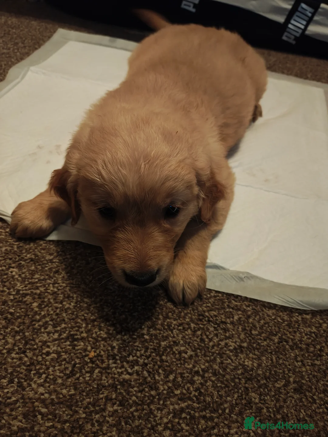 Golden Retriever dogs for sale: Only 5 gorgeous golden retriever puppies left - Advert 22