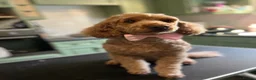 Cavapoo dogs for sale: Beautiful litter of Red F1 Cavapoo puppies - Advert 14
