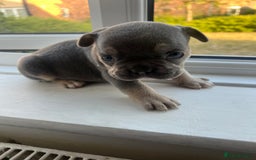 French Bulldog dogs for sale: French bulldogs - Image 12
