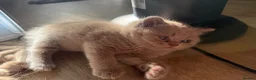British Shorthair cats for sale: Supreme Champion Line British Shorthair Kittens - Advert 8
